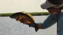 Video thumb for Finger Mullet