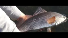 Video thumb for Nature Coast Dreaming