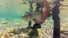 Video thumb for Catch & Release