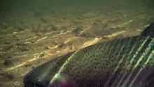 Video thumb for Fly Fishing Conewago