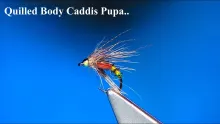 Video thumb for Quilled Bodied Caddis Pupa