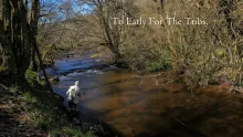 Video thumb for To Early For The Tribs