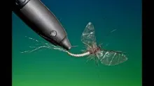Video thumb for Cripple Mayfly