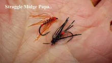 Video thumb for Straggle Midge Pupa
