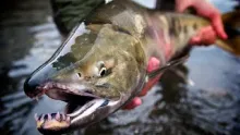 Video thumb for The AK Way - Amazing Alaska Fly Fishing!