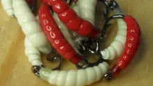 Video thumb for Red Maggot