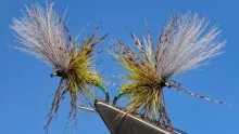 Video thumb for Olive Grunter