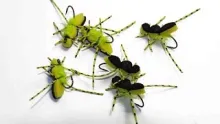Video thumb for Cutter Foam Beetle