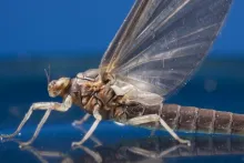 User submitted picture: Dun about to hatch - 