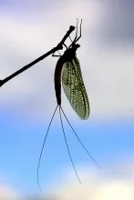 User submitted picture: Danica mayfly resting. 
...