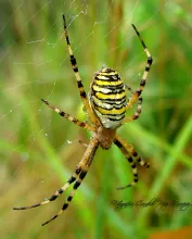 User submitted picture: Tiger Spider
("Argiope ...