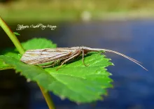 User submitted picture: TricÃ³ptero
("Orden Tric...