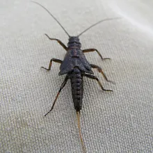 User submitted picture: February red (Taenioptery...