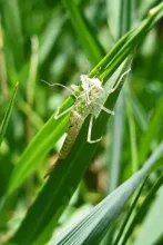 User submitted picture: Damselfly shuck on bank-s...