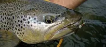 User submitted picture: GUIDE ANDAH AKAGHAR DISPL...
