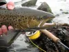 Autumn sea trout