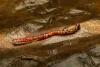 Beaded Latex Leech