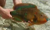 User submitted picture: Queen Parrotfish, a truly...