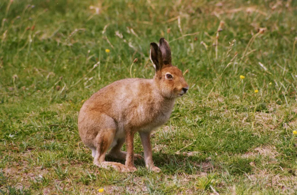 Mountain hare, summer