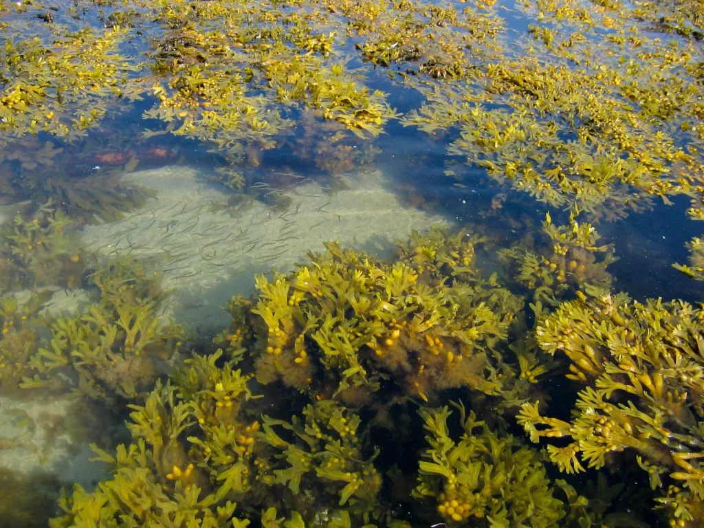 Lots of life in the weed