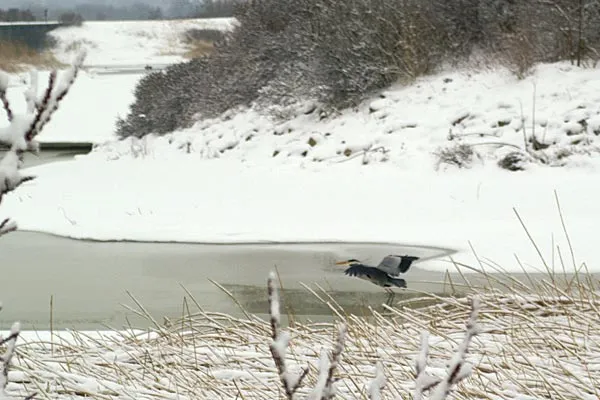 Heron - Herons are very common in Denmark, even in developed areas.