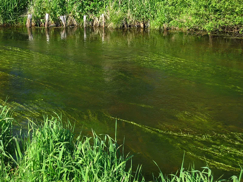 Clear, weedy stream - The small stream mentioned in the podcast is small, clear and very full of weed