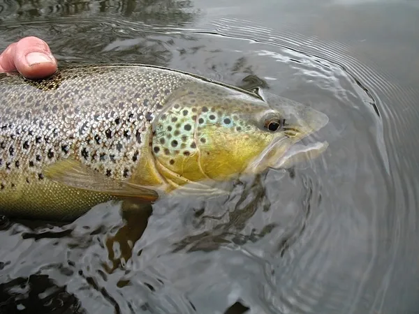 User submitted picture: Gorgeous River Brownie