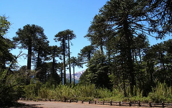 User submitted picture: Araucarias milenarias, 