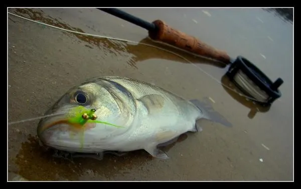 User submitted picture: little sea-bass