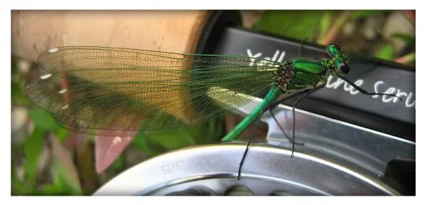 User submitted picture: Dragon fly #2