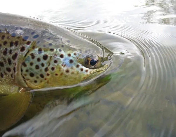 User submitted picture: Battle Scarred