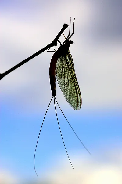 User submitted picture: Danica mayfly resting. 
...