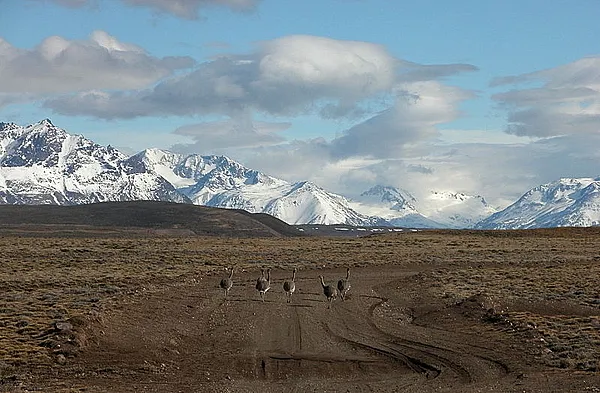 User submitted picture: Southern Patagonia Ãandus...