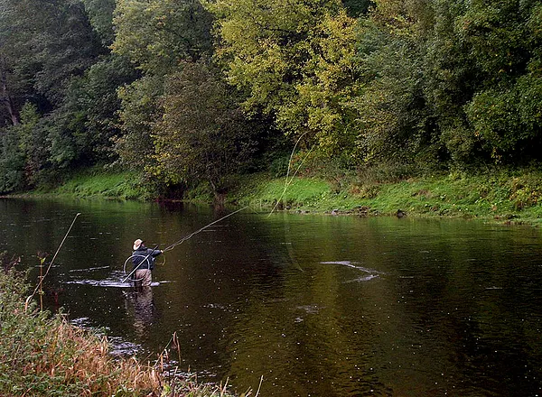 User submitted picture: Salmon fishing on Tweed