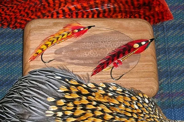 User submitted picture: Feathered Beauty