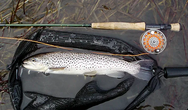User submitted picture: Early season brown trout