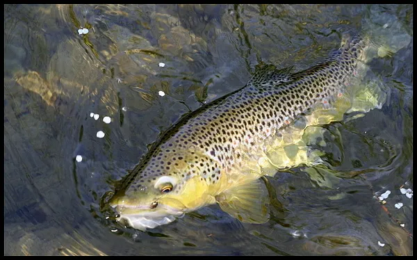 User submitted picture: great brown trout