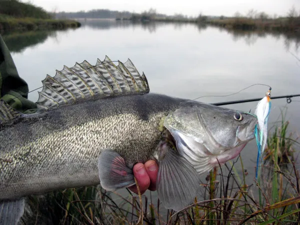 User submitted picture: "zander love pike flies!...