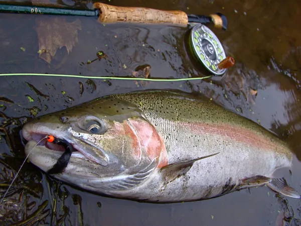 User submitted picture: The Real Steel