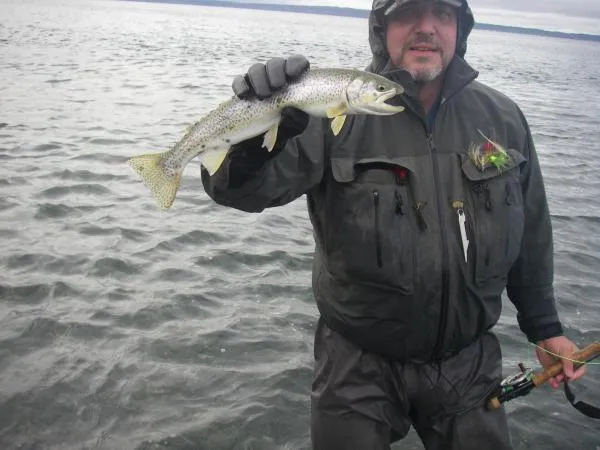 User submitted picture: Seattle Sea Run Cutthroat...