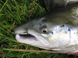 Where it belongs Where it belongs