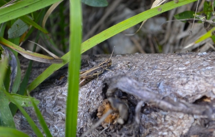 The reason for so many trout The reason for so many trout