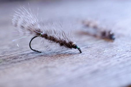 Translucent body volume Translucent body volume