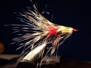 A Berulfsen Raccoon A Berulfsen Raccoon