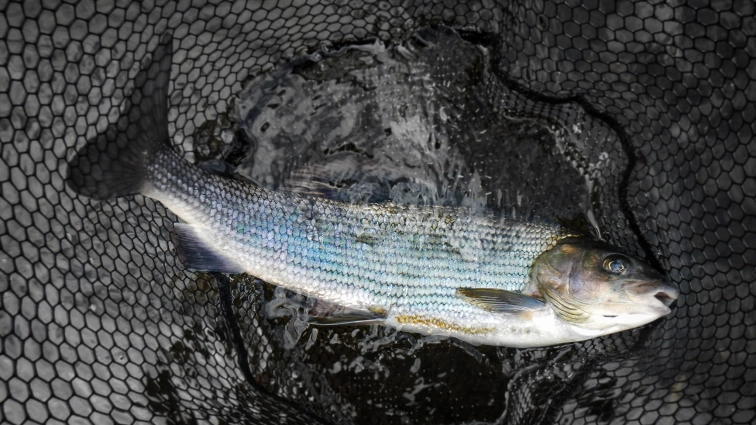 Facehugger grayling Facehugger grayling