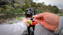 Video thumb for Nala the Lab x