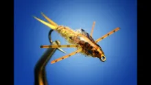 Video thumb for Masked Marauder Stonefly