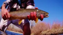 Video thumb for Wandering Wild