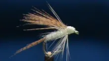 Video thumb for Light Cahill Wet
