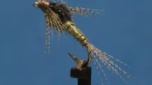 Video thumb for Beatis Nymph